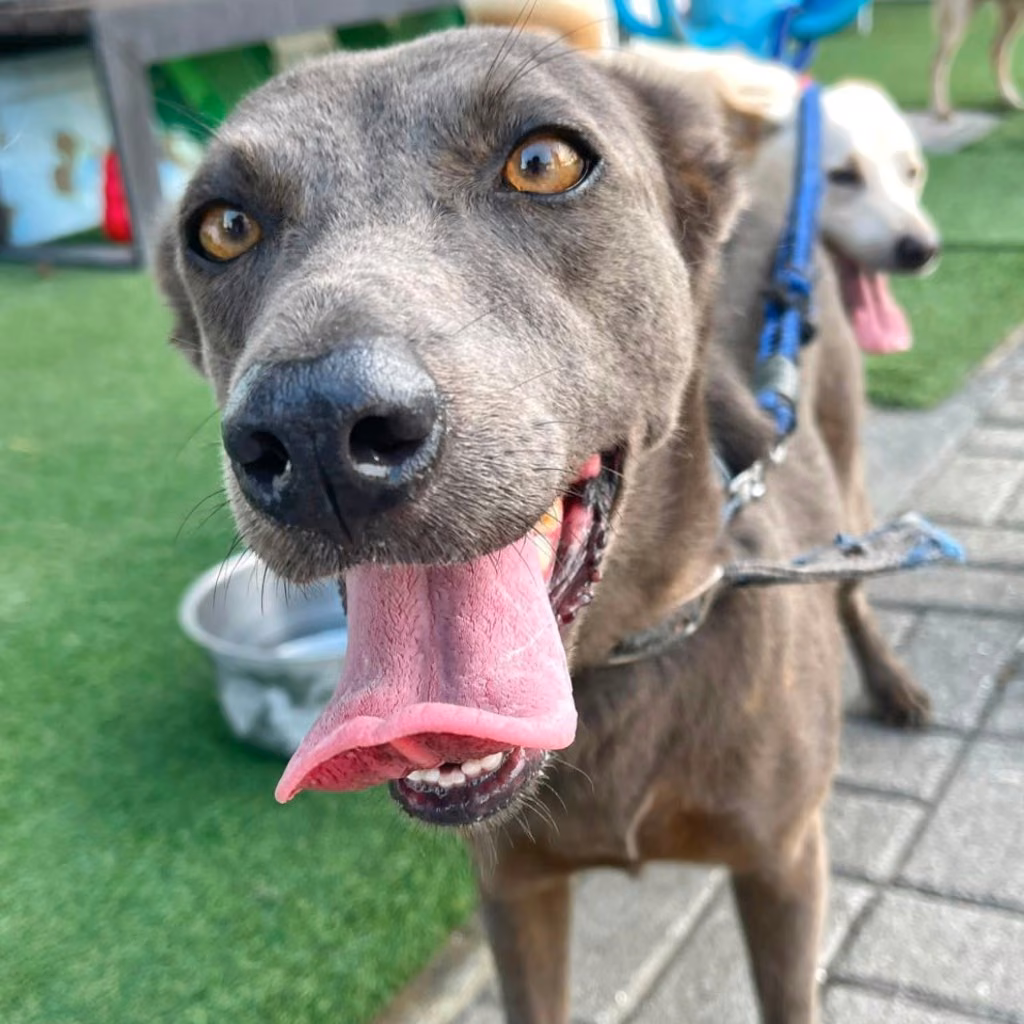 Gray adult female mixed-breed dog, Medium, shelter no. …8-09