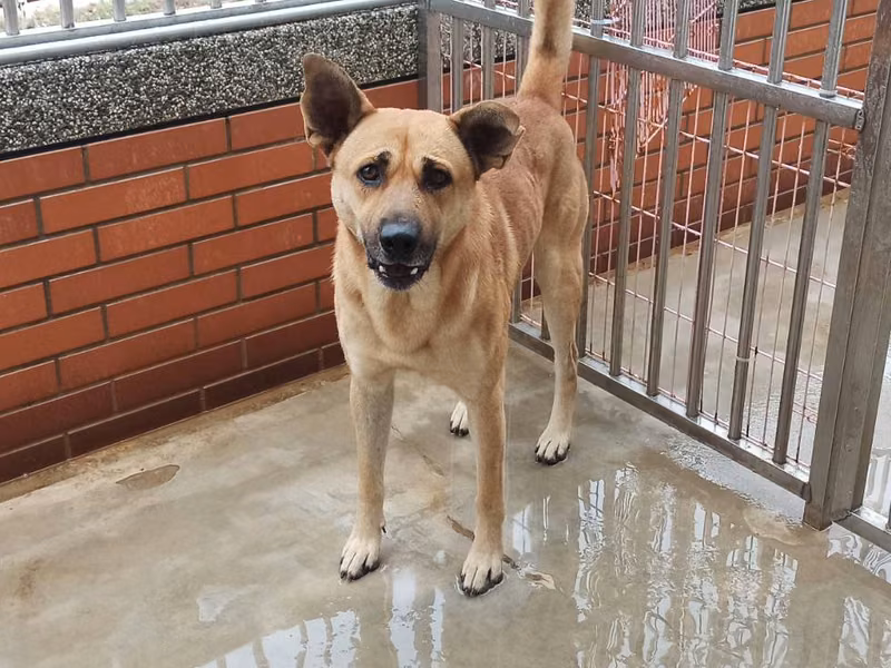 Tan adult male mixed-breed dog, Large, shelter no. …3D01