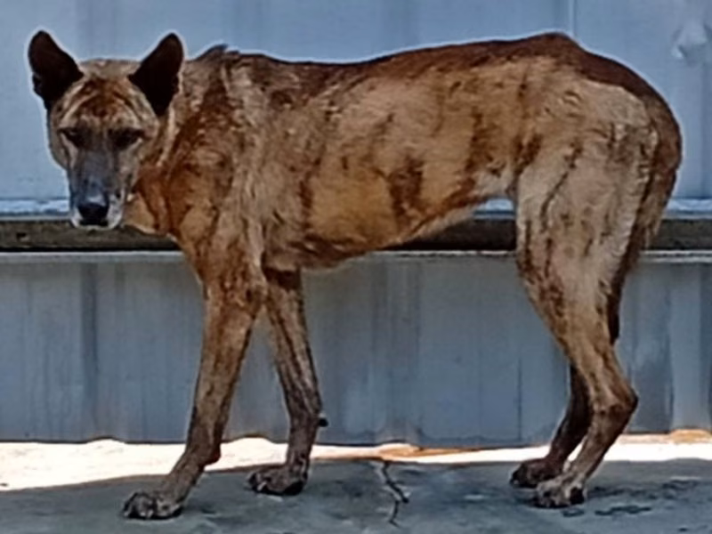Black-and-brown female mixed-breed dog, Large, shelter no. …022D