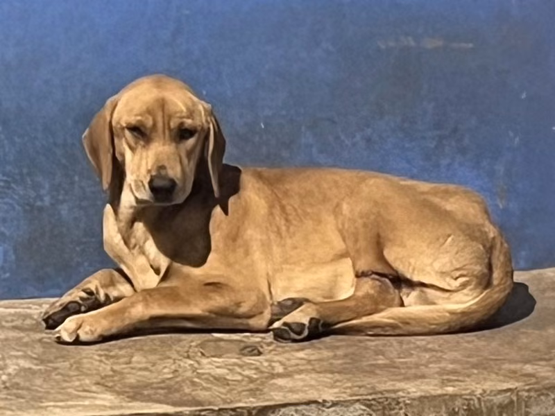 Brown adult male mixed-breed dog, Large, shelter no. …2007