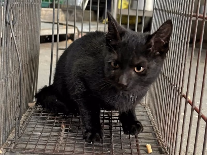 Black adult male mixed-breed cat, Medium, shelter no. …6002