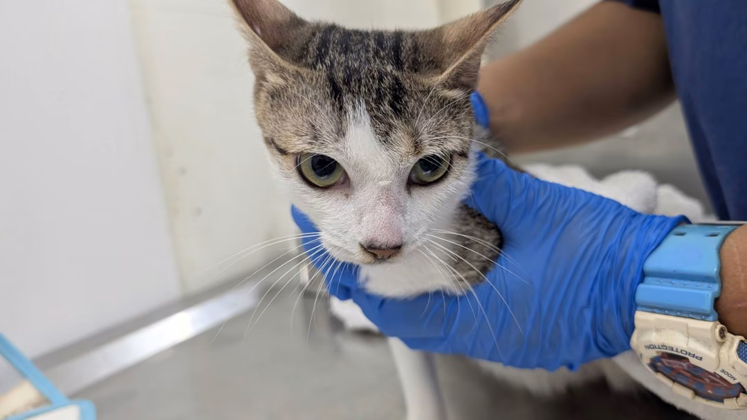 Tabby-and-white adult female mixed-breed cat, Small, shelter no. …0703