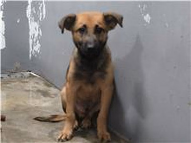 Tan adult male mixed-breed dog, Medium, shelter no. …2003