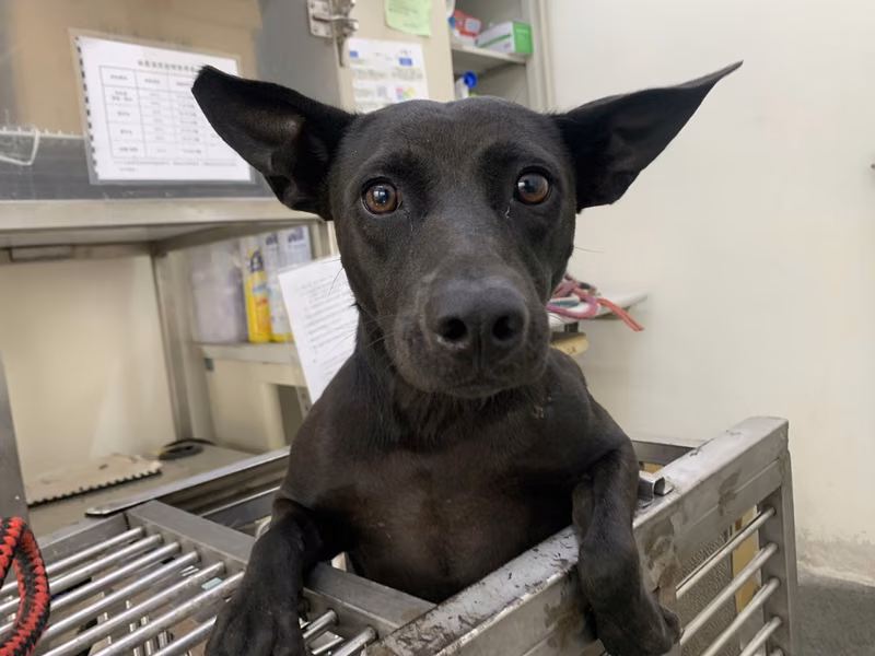 Black adult female mixed-breed dog, Medium, shelter no. …0109