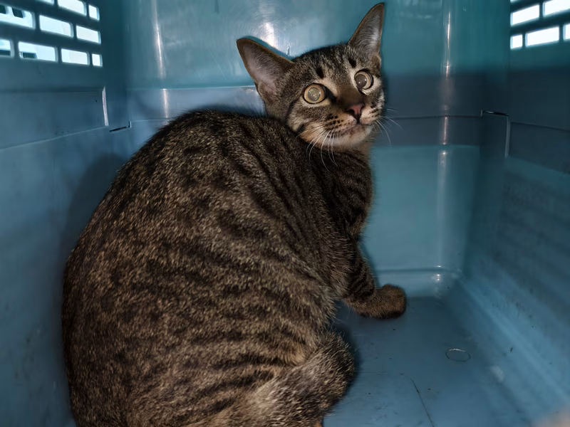 Black tabby adult male mixed-breed cat, Medium, shelter no. …3007