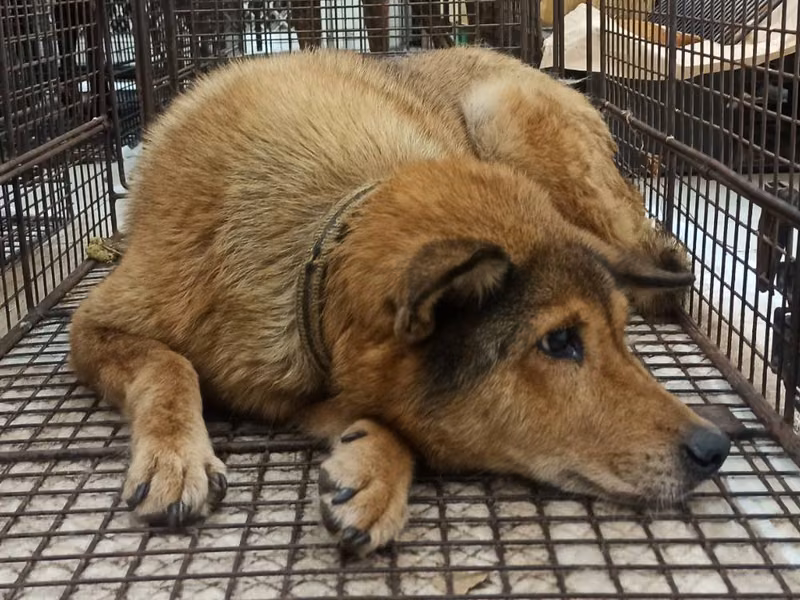 Tan adult female mixed-breed dog, Medium, shelter no. …2D03