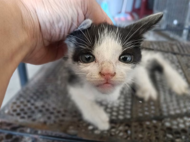 Black-and-white young male mixed-breed cat, Small, shelter no. …0004