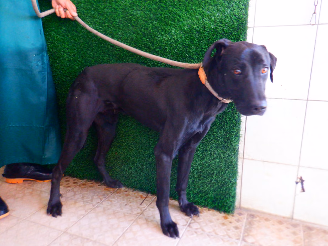 Black adult male mixed-breed dog, Medium, shelter no. …7880