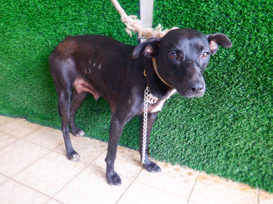 Black adult female mixed-breed dog, Medium, shelter no. …4713
