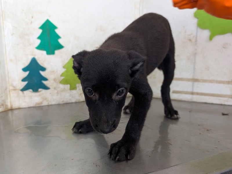 Black adult female mixed-breed dog, Large, shelter no. …1207