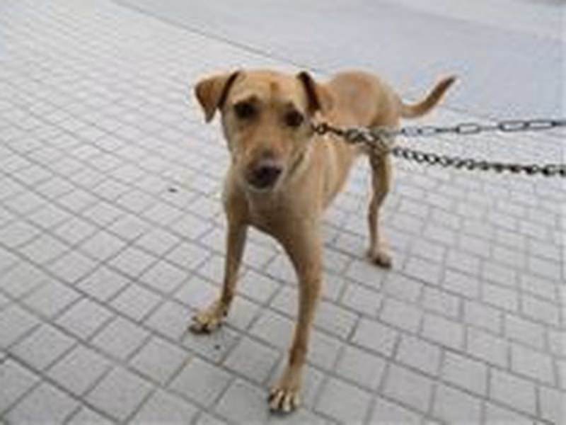 Tan adult male mixed-breed dog, Medium, shelter no. …2009