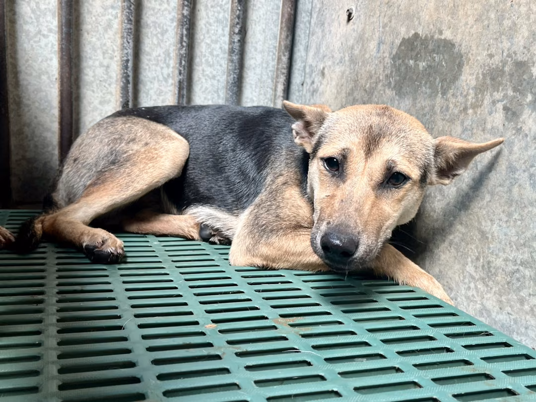 Black-and-tan adult female mixed-breed dog, Medium, shelter no. …2003