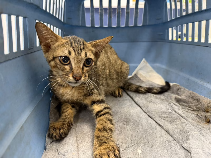 Black tabby young male mixed-breed cat, Small, shelter no. …5001