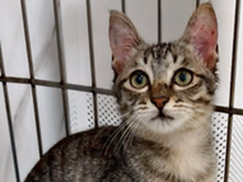 Black tabby adult female mixed-breed cat, Medium, shelter no. …7009