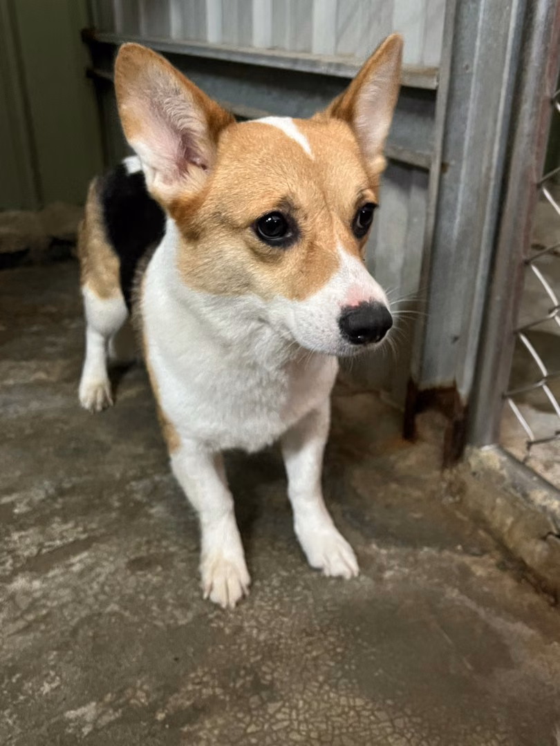 Black-and-white adult female Welsh Corgi, Medium, shelter no. …1002