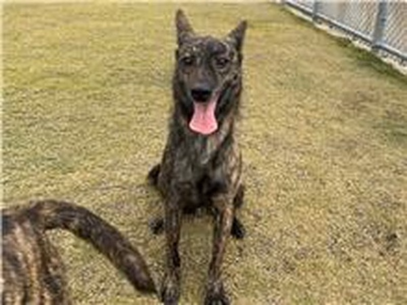Tabby adult male mixed-breed dog, Small, shelter no. …0003
