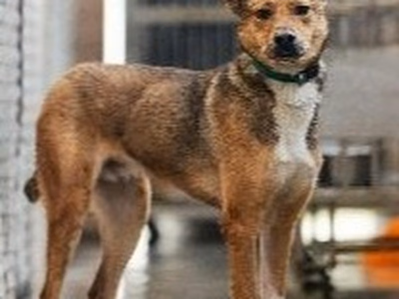 Brown adult male mixed-breed dog, Medium, shelter no. …5002