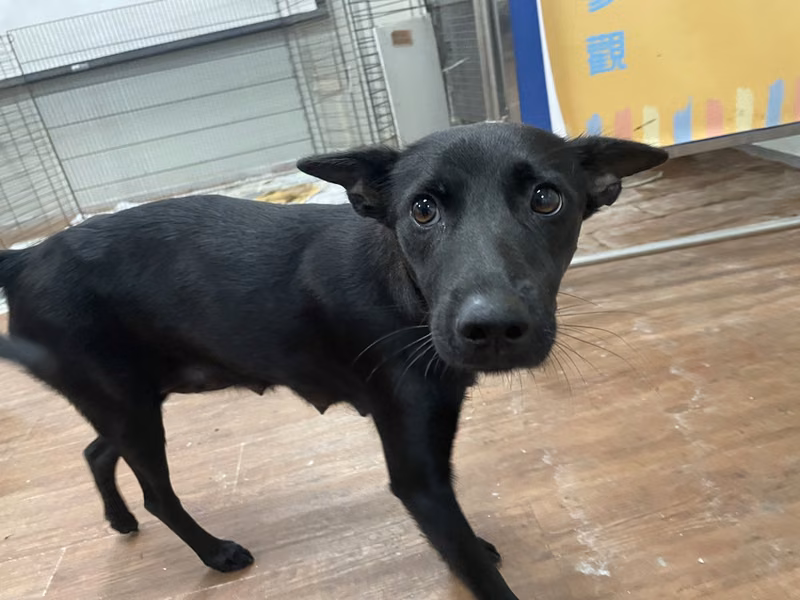 Black adult female mixed-breed dog, Medium, shelter no. …1013