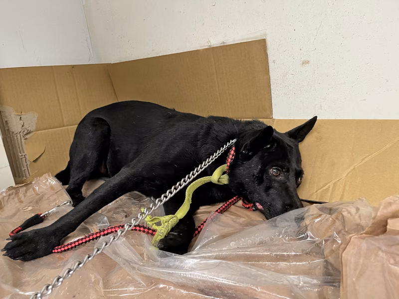 Black adult male mixed-breed dog, Medium, shelter no. …1506