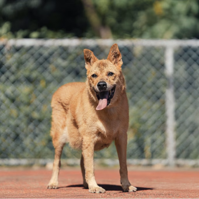 Tan adult male mixed-breed dog, Medium, shelter no. …1401