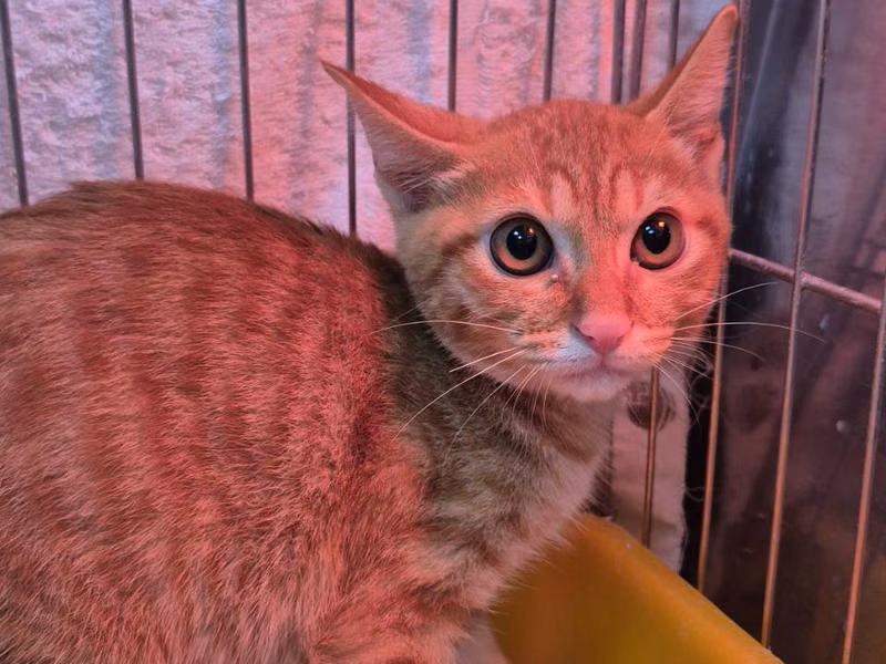 Orange tabby young male mixed-breed cat, Small, shelter no. …8001