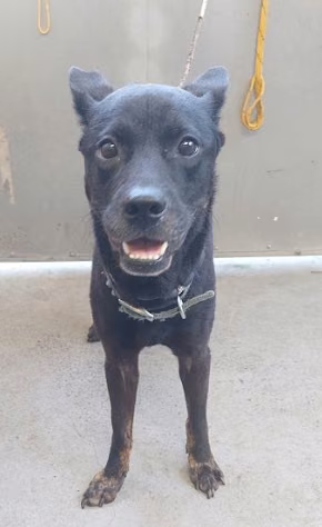 Black adult male mixed-breed dog, Medium, shelter no. …4002
