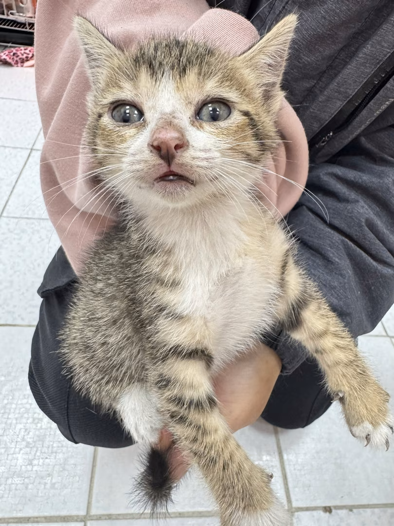 Tabby-and-white young female mixed-breed cat, Small, shelter no. …1005