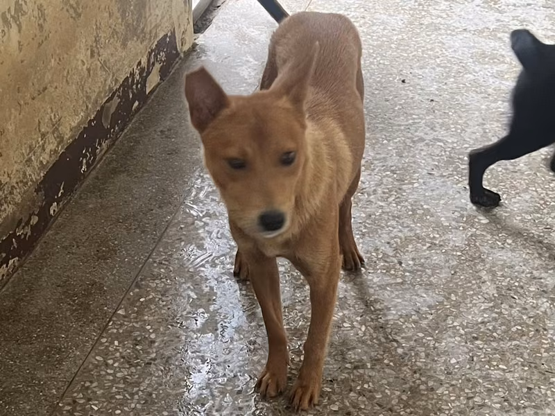 Brown adult female mixed-breed dog, Medium, shelter no. …6001