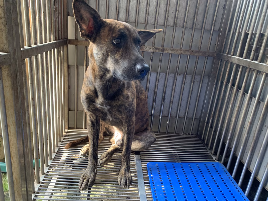 Tabby adult male Formosan Mountain Dog, Medium, shelter no. …7001