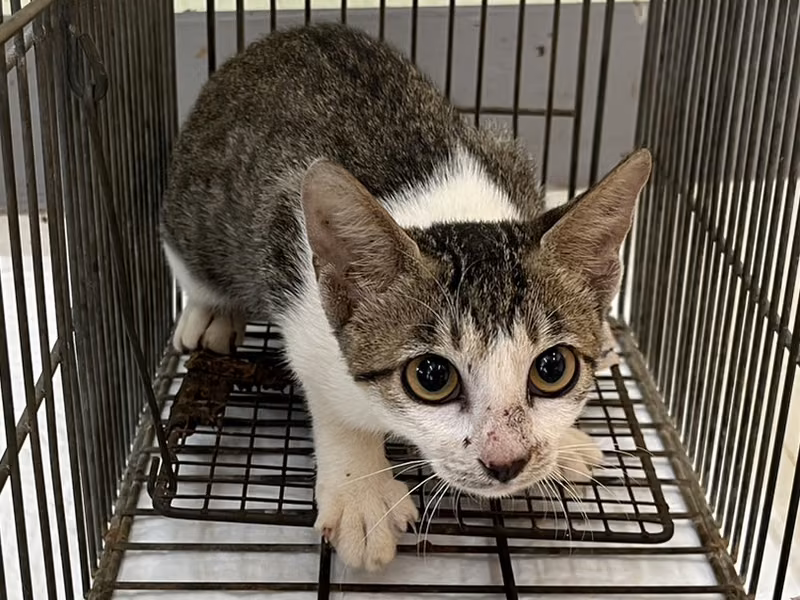 Young female mixed-breed cat, Small, shelter no. …1C06