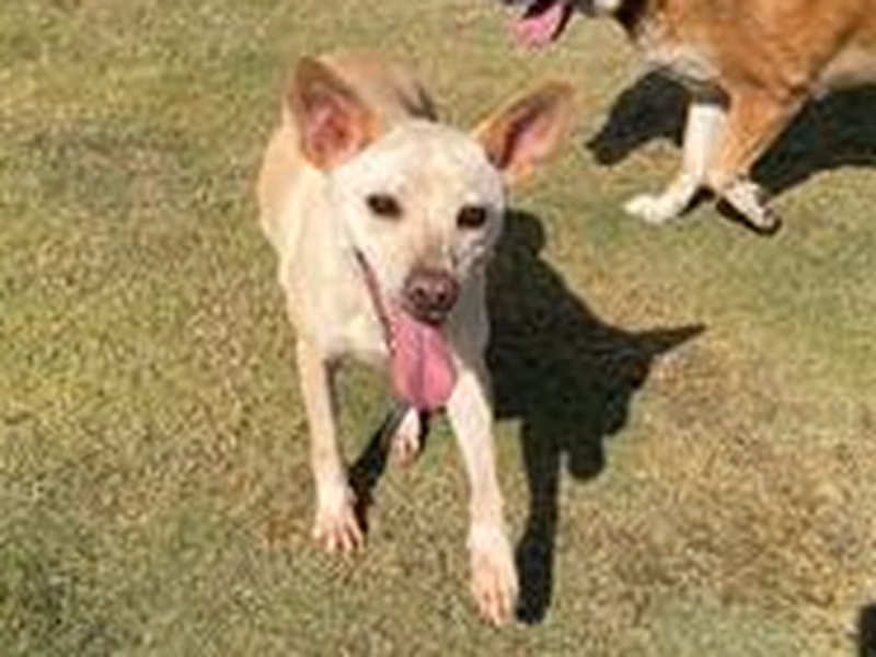 White adult female mixed-breed dog, Medium, shelter no. …1001