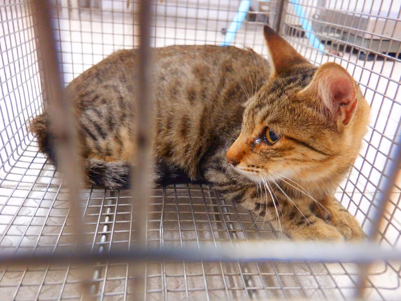 Tabby adult female mixed-breed cat, Small, shelter no. …14C9