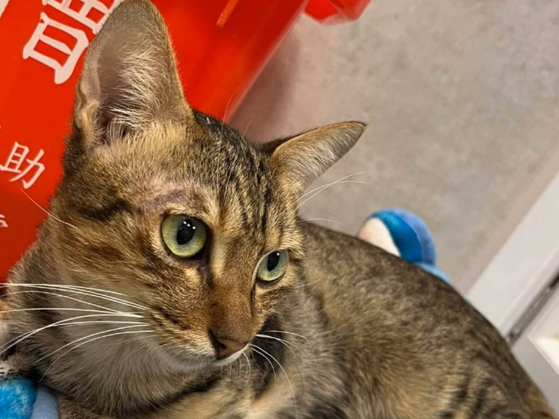 Pusang halo ang lahi (Lalaki, Matanda na, may guhit), Katamtaman, blg. ng shelter …1-01