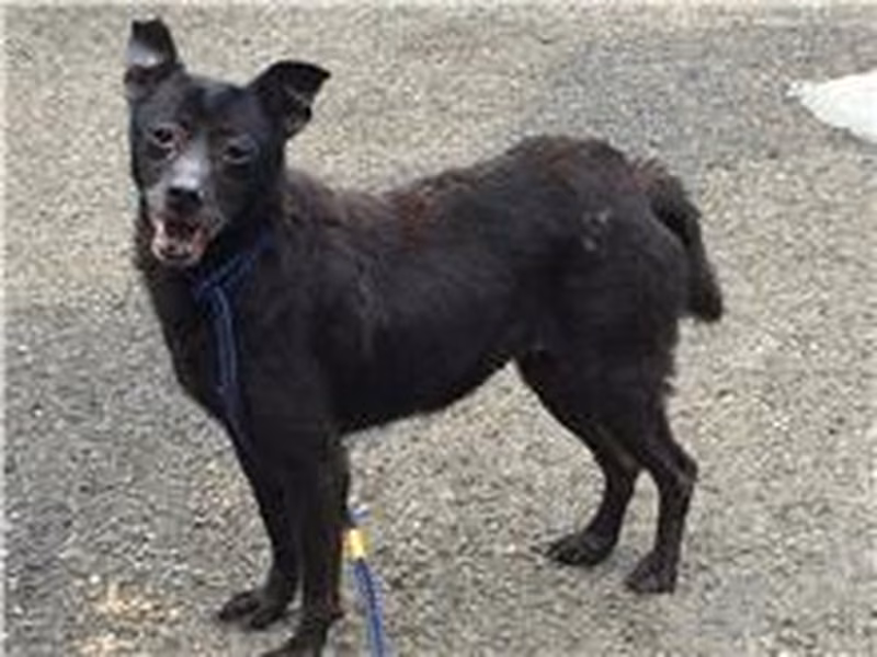 Black adult female mixed-breed dog, Medium, shelter no. …2322