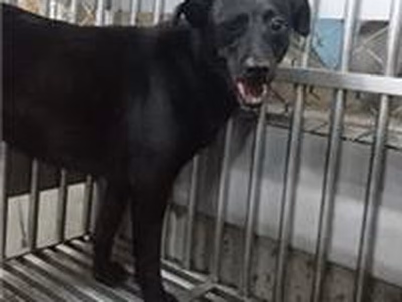Black adult female mixed-breed dog, Medium, shelter no. …6008