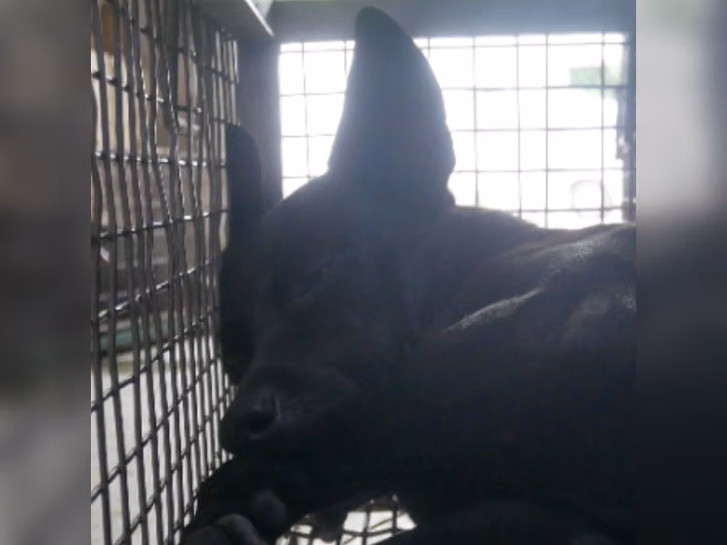 ミックス犬(オス・成犬・黒)、中型, 施設番号 …0-08