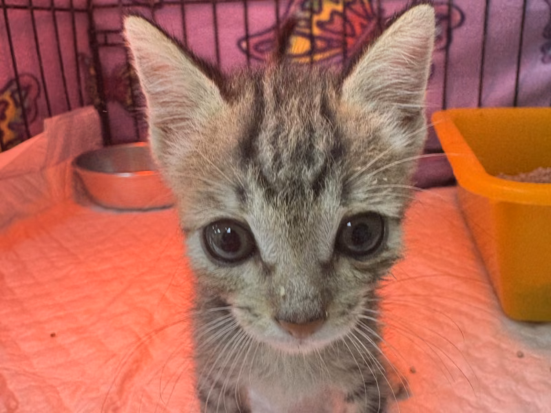 Tabby young female mixed-breed cat, Small, shelter no. …7009