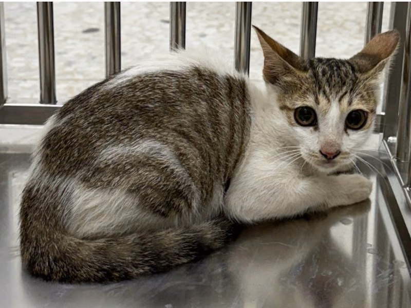 Tabby-and-white adult female mixed-breed cat, Small, shelter no. …5010