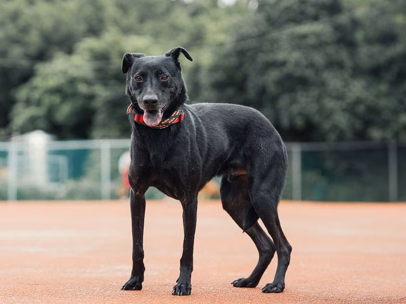 Black adult male mixed-breed dog, Medium, shelter no. …0106