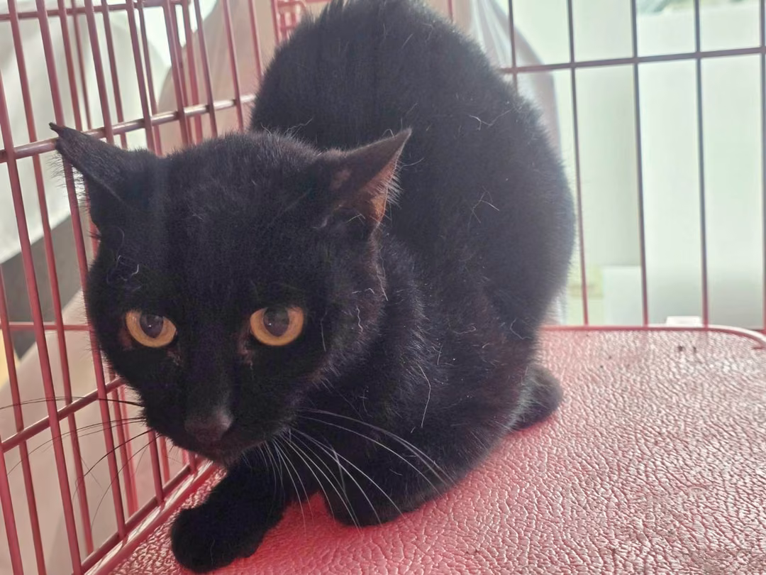 Black adult female mixed-breed cat, Medium, shelter no. …1906