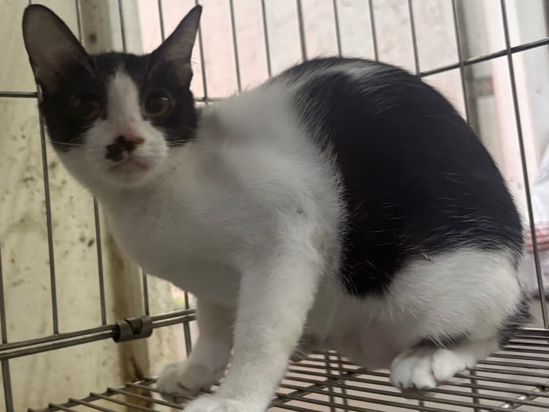 Black-and-white young female mixed-breed cat, Medium, shelter no. …5003
