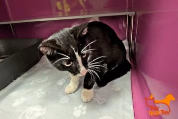 Black-and-white young male European Shorthair, shelter no. …4302