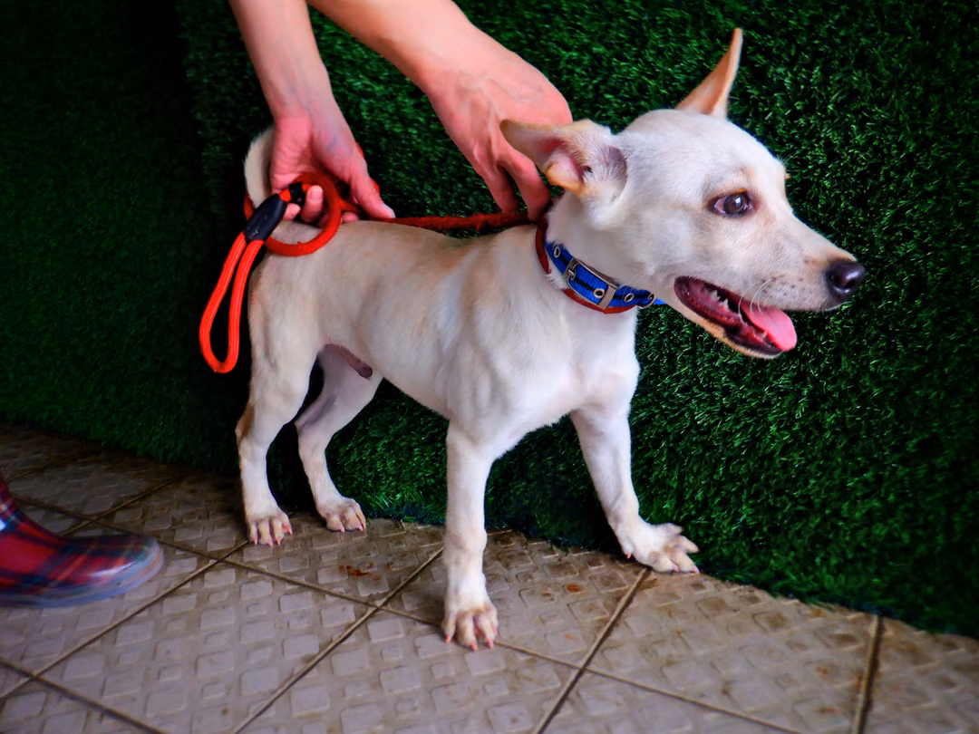 White young male mixed-breed dog, Small, shelter no. …3062