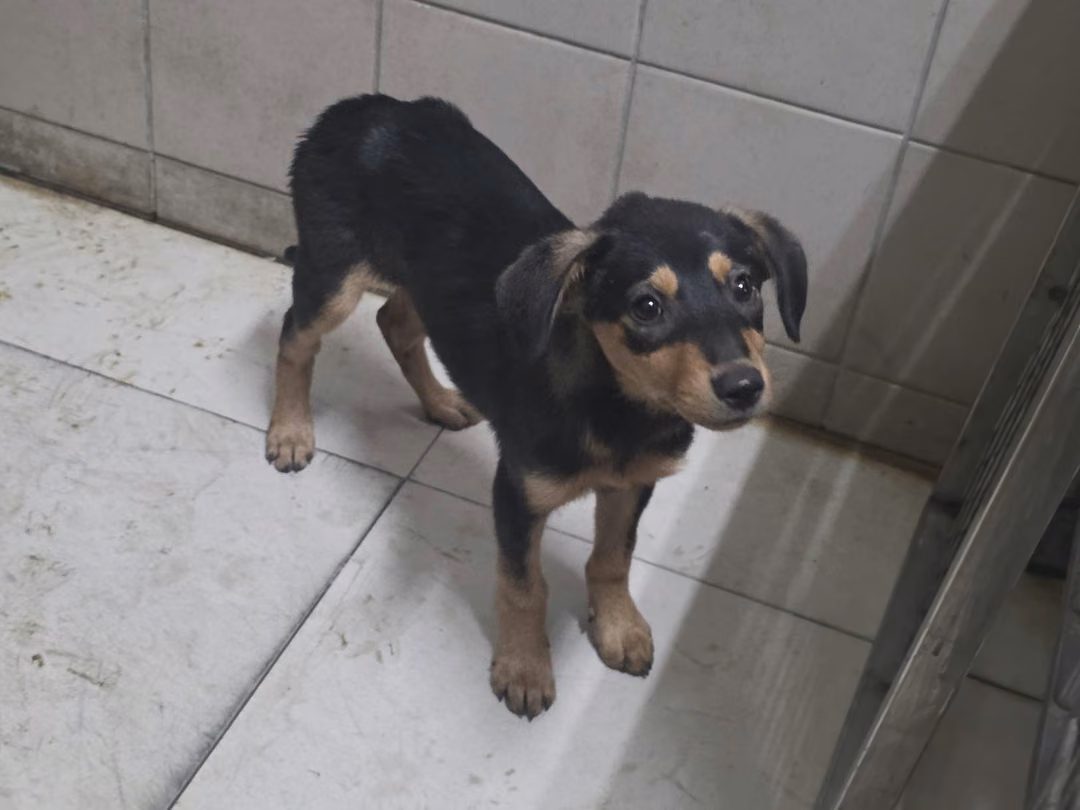 Black young female mixed-breed dog, Small, shelter no. …2924
