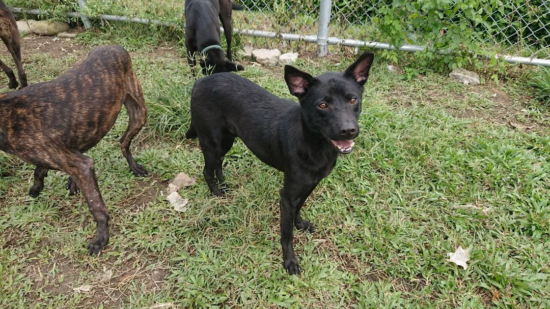 Black adult male mixed-breed dog, Medium, shelter no. …2911