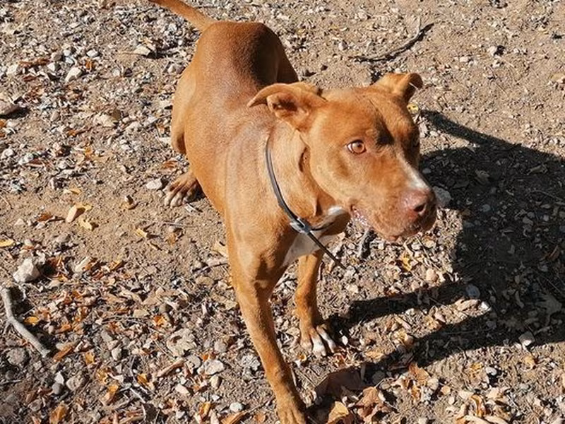 Lola, Senior · Female · Medium · Mixed breed