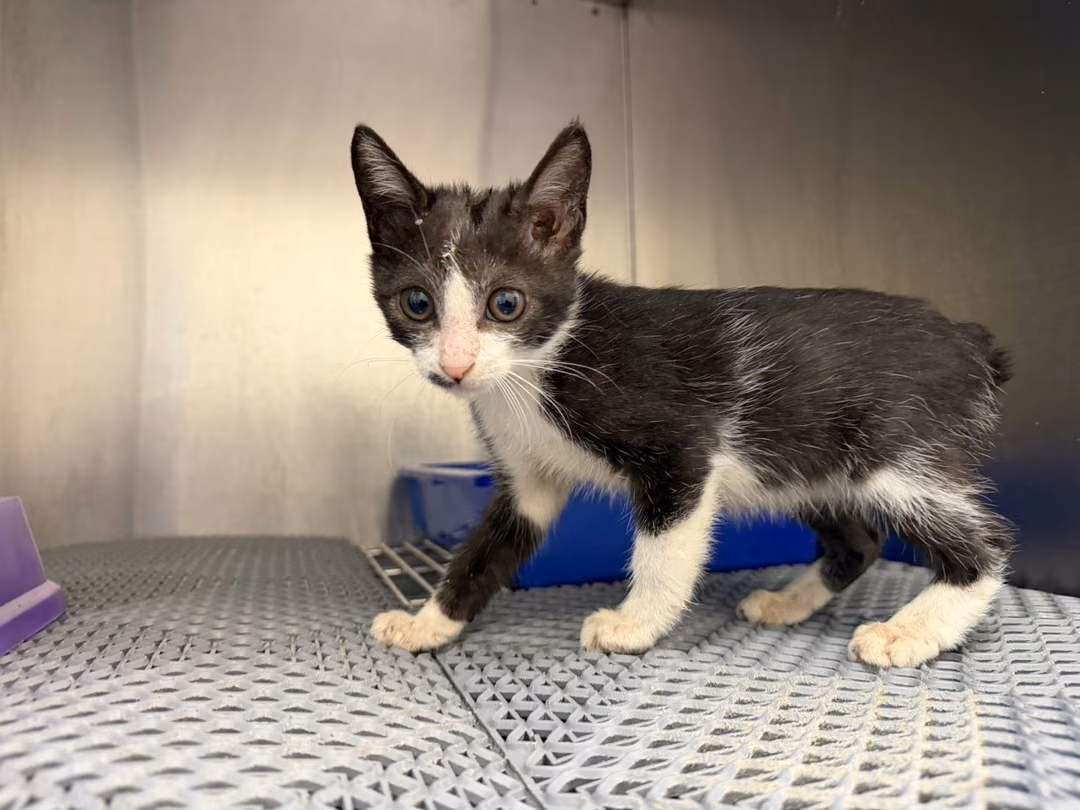 Black-and-white young female mixed-breed cat, Small, shelter no. …7011