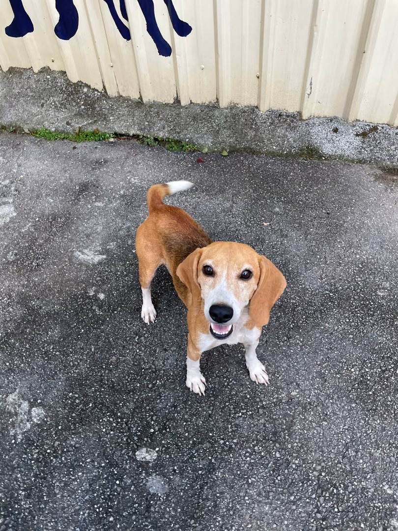 Black-and-tan adult male beagle, Small, shelter no. …4005