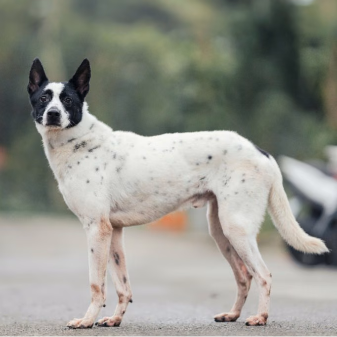 Black-and-white adult male mixed-breed dog, Medium, shelter no. …9003