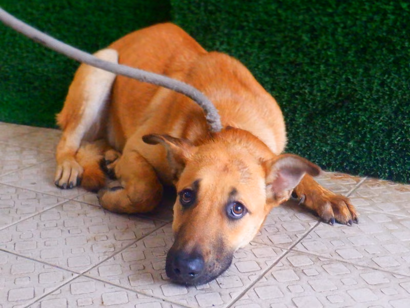 Tan adult female mixed-breed dog, Medium, shelter no. …6710